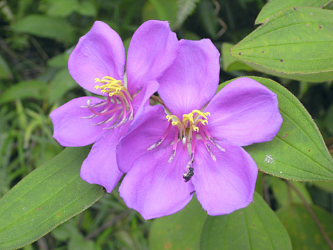 ノボタンの花 ノボタンの花
