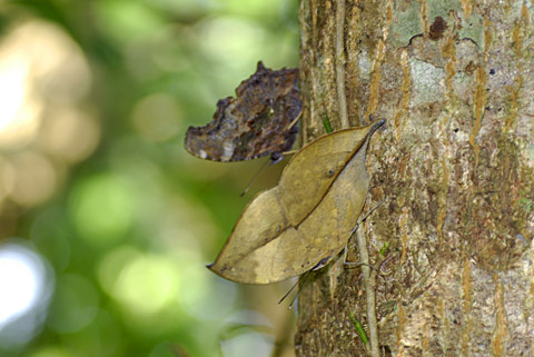 コノハチョウとルリタテハ コノハチョウとルリタテハ