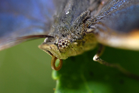 コノハチョウ コノハチョウ