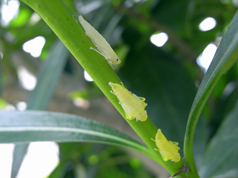 ツマグロオオヨコバイ幼虫 ツマグロオオヨコバイ幼虫