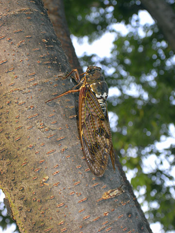 アブラゼミ アブラゼミ