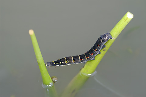 セスジスズメ幼虫 セスジスズメ幼虫