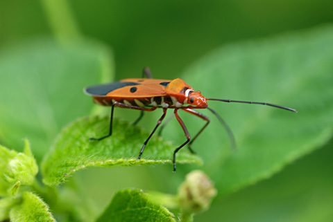 アカホシカメムシ アカホシカメムシ