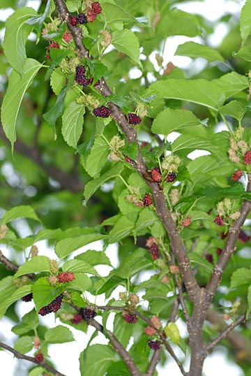 シマグワ実 シマグワ実