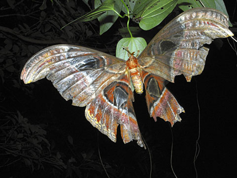 ヨナグニサン雌 ヨナグニサン雌