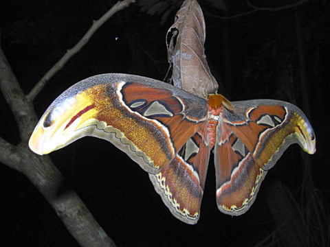 ヨナグニサン雄 ヨナグニサン雄