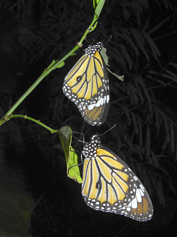 スジグロカバマダラ スジグロカバマダラ