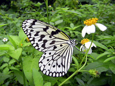 オオゴマダラ オオゴマダラ