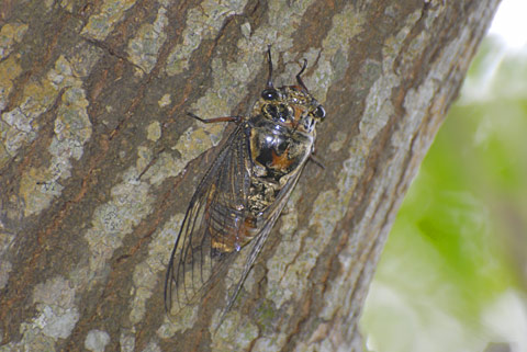 ヤエヤマクマゼミ ヤエヤマクマゼミ
