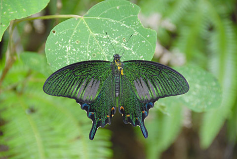 ヤエヤマカラスアゲハ ヤエヤマカラスアゲハ