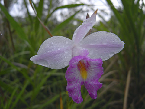 ナリヤラン ナリヤラン