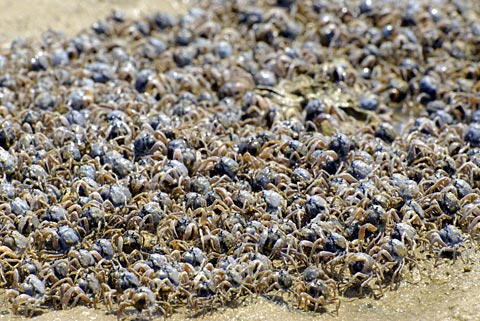 ミナミコメツキガニ ミナミコメツキガニ