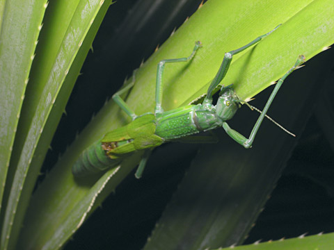 ヤエヤマツダナナフシ雌 ヤエヤマツダナナフシ雌