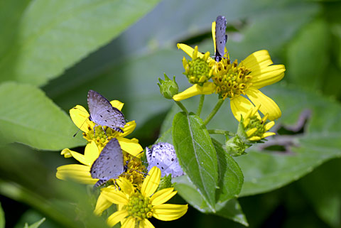 タイワンクロボシシジミ タイワンクロボシシジミ