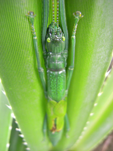 ヤエヤマツダナナフシ ヤエヤマツダナナフシ