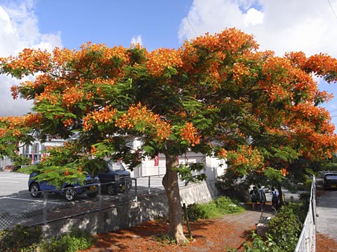 ホウオウボク ホウオウボク