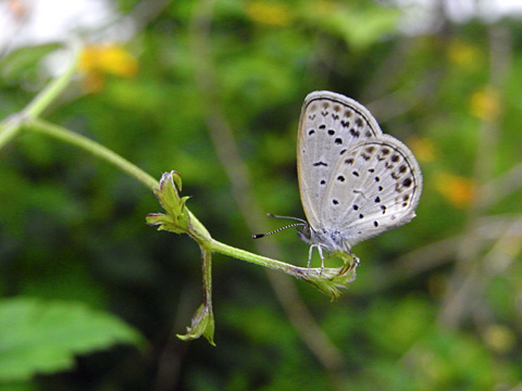 ヤマトシジミ ヤマトシジミ