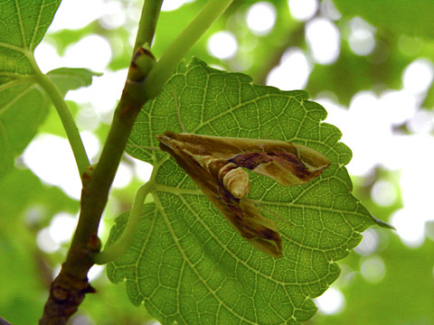 メイガ?の一種 メイガ?の一種