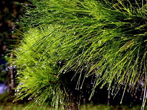 リュウキュウマツと水滴 リュウキュウマツと水滴