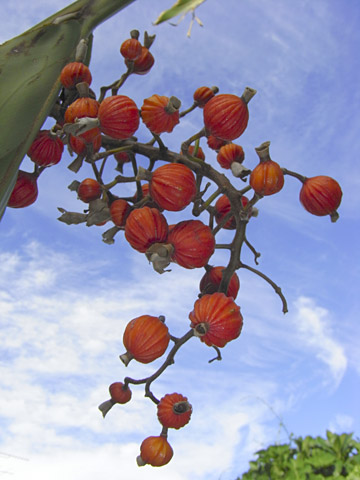 ゲットウの実と秋空 ゲットウの実と秋空