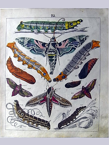 キョウチクトウスズメ彩色図版 キョウチクトウスズメ彩色図版