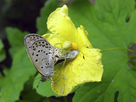 ヤマトシジミの悲劇 ヤマトシジミの悲劇