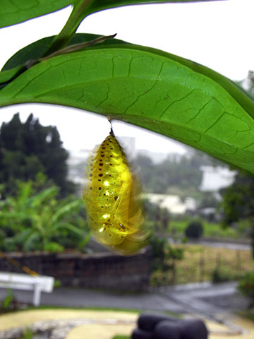 オオゴマダラ蛹 オオゴマダラ蛹