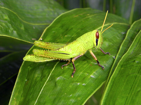 ツチイナゴ?幼虫 ツチイナゴ?幼虫
