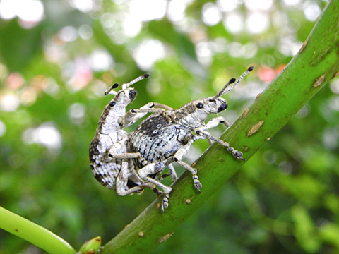 オキナワクワゾウムシ オキナワクワゾウムシ