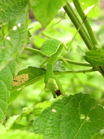 ハラビロカマキリ幼虫 ハラビロカマキリ幼虫