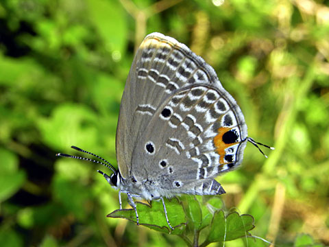 クロマダラソテツシジミ クロマダラソテツシジミ