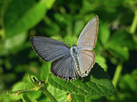 クロマダラソテツシジミ クロマダラソテツシジミ