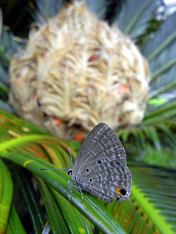 クロマダラソテツシジミ クロマダラソテツシジミ