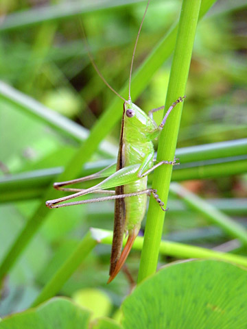 ホシササキリ雌 ホシササキリ雌