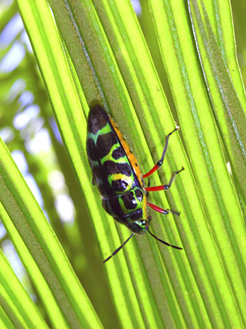 ラデンキンカメムシ ラデンキンカメムシ