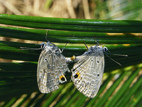 クロマダラソテツシジミ クロマダラソテツシジミ