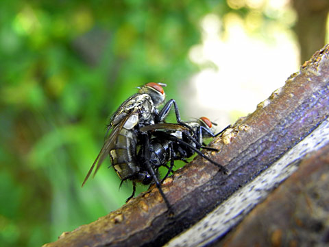 ハエの一種 ハエの一種