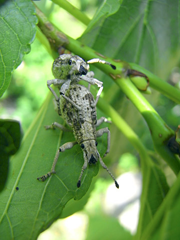 オキナワクワゾウムシ オキナワクワゾウムシ