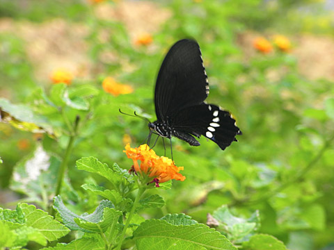シロオビアゲハ シロオビアゲハ