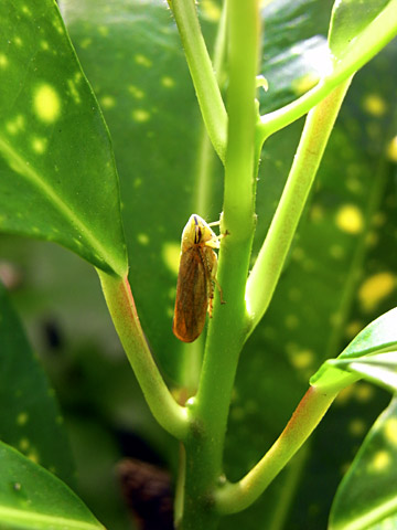 オサヨコバイ オサヨコバイ