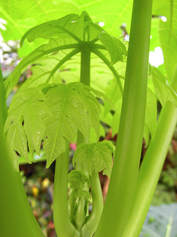 パパイヤ パパイヤ