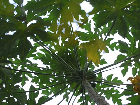 パパイヤ パパイヤ