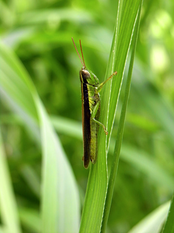 タイワンハネナガイナゴ タイワンハネナガイナゴ