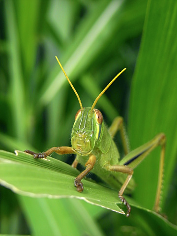 ツチイナゴ幼虫 ツチイナゴ幼虫