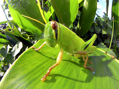 ツチイナゴ幼虫 ツチイナゴ幼虫