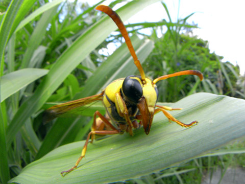 クロスジスズバチ クロスジスズバチ