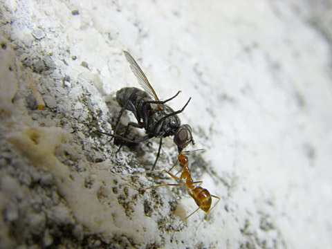 アシナガキアリ アシナガキアリ