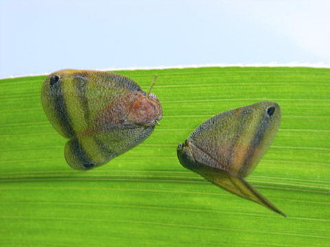 フタホシハゴロモ フタホシハゴロモ