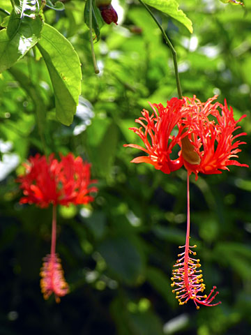 フウリンブッソウゲ フウリンブッソウゲ