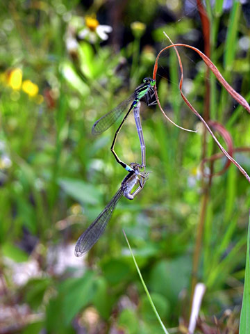 アオモンイトトンボ アオモンイトトンボ